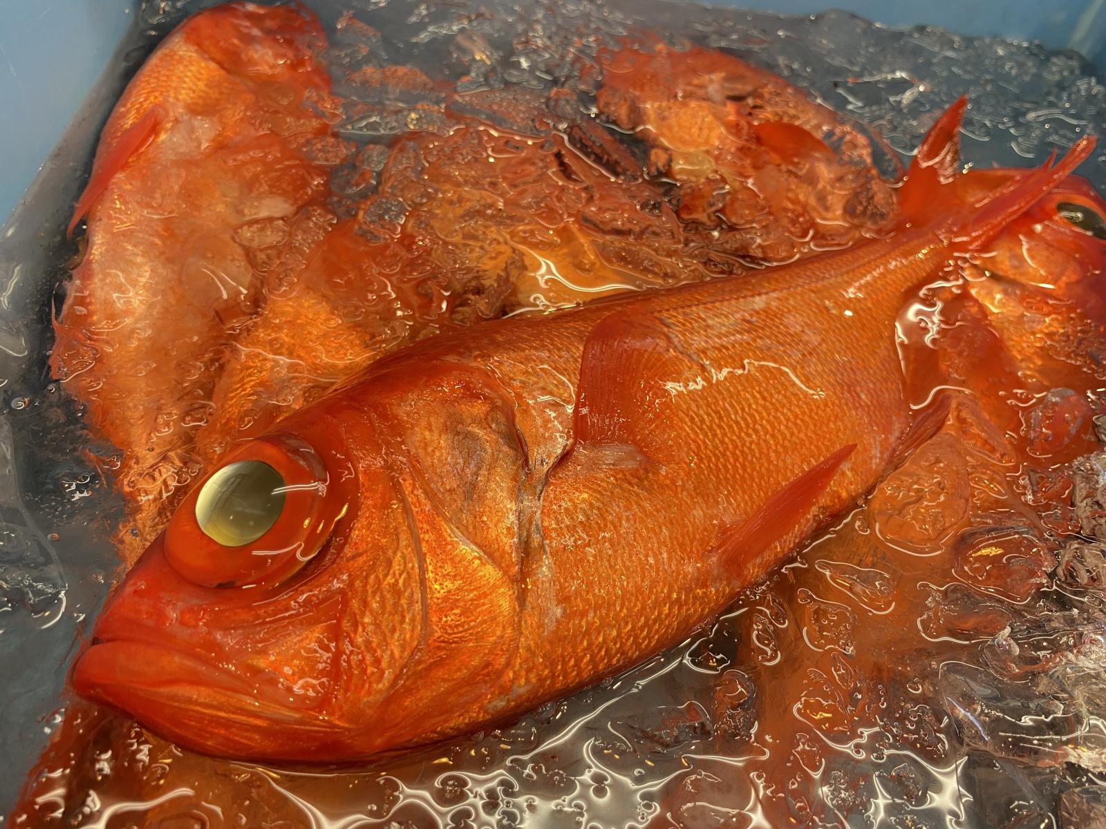 金目鯛