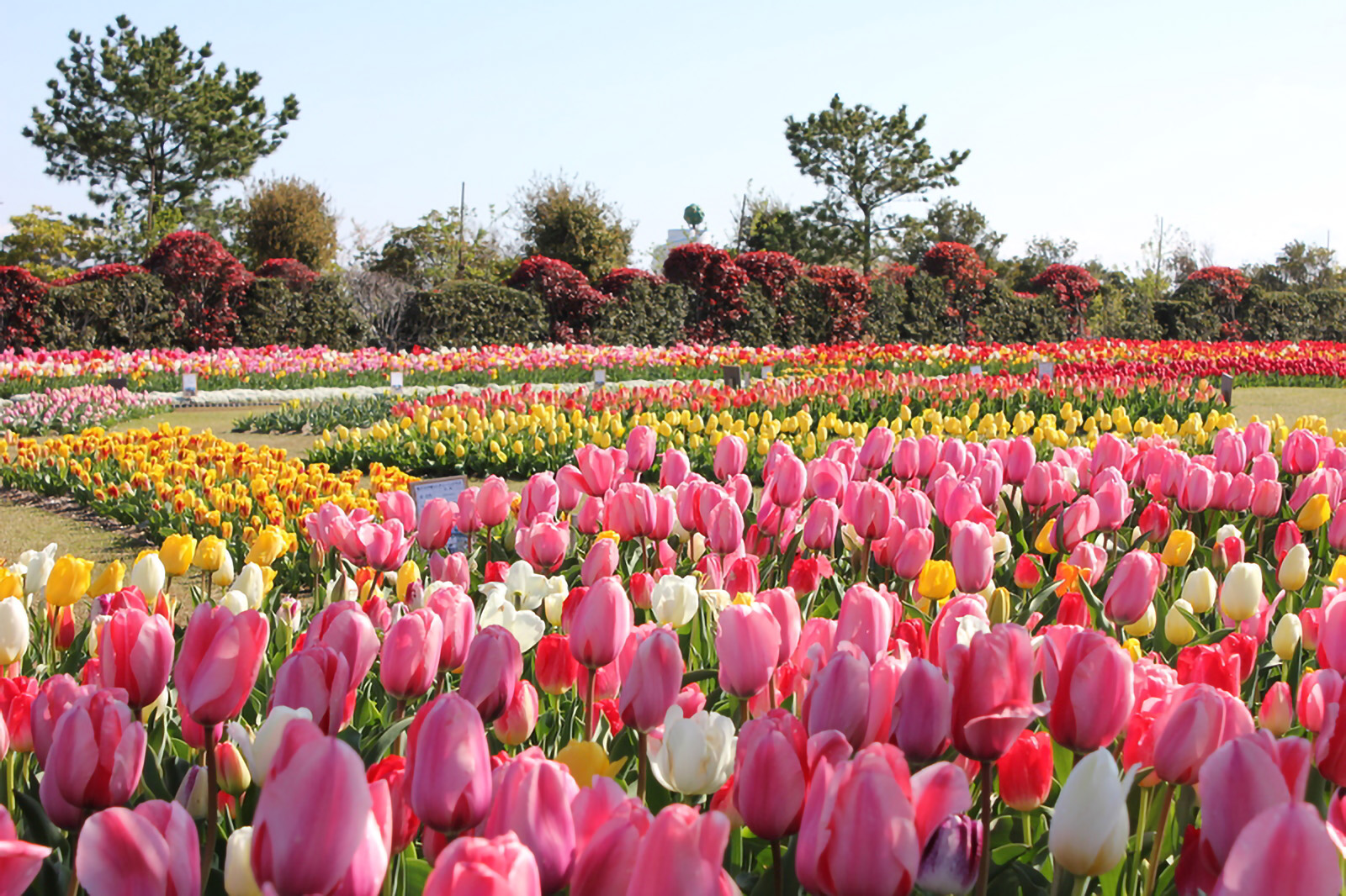 県営吉田公園