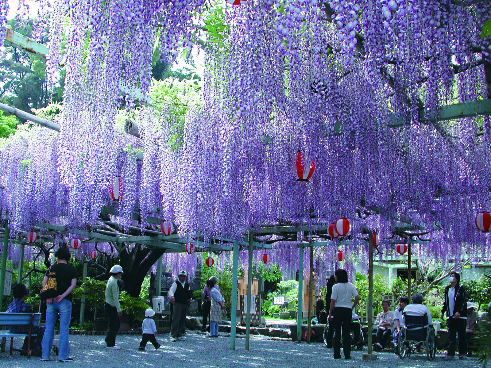 林泉寺（長藤）